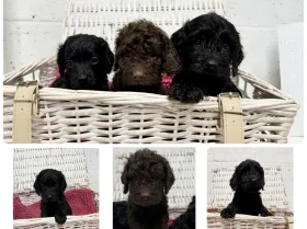 Cockapoo