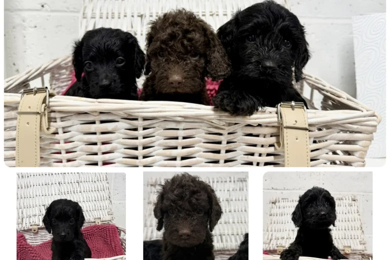 Cockapoo