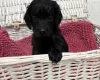 Cockapoo