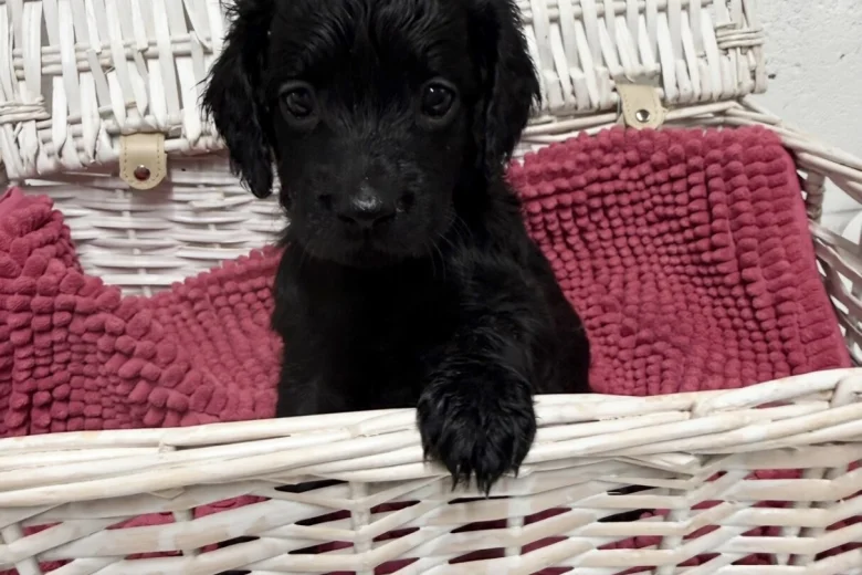 Cockapoo