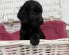 Cockapoo