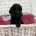 Cockapoo