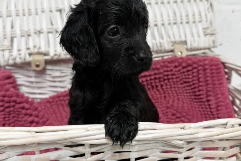 Cockapoo