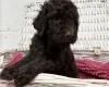 Cockapoo
