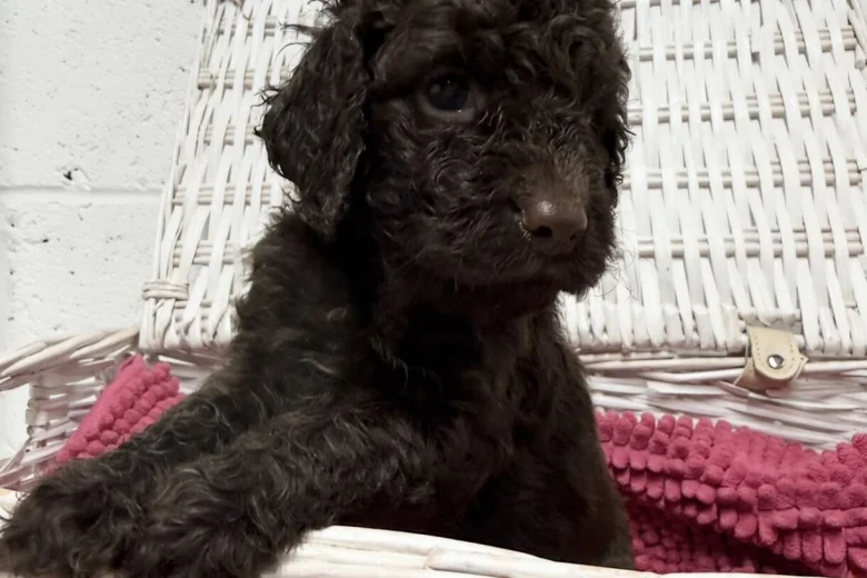 Cockapoo