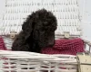 Cockapoo