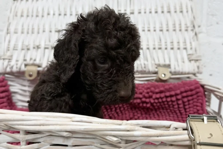 Cockapoo