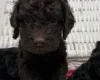 Cockapoo