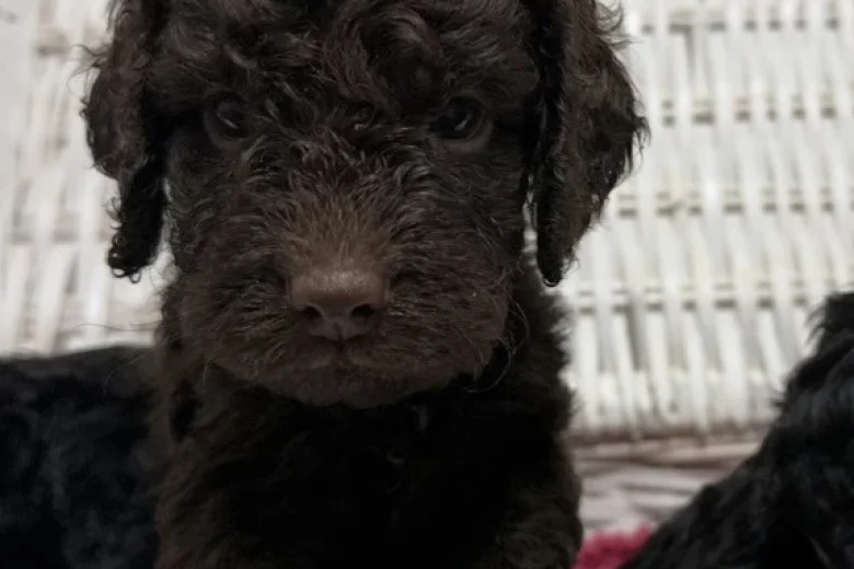 Cockapoo