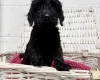 Cockapoo