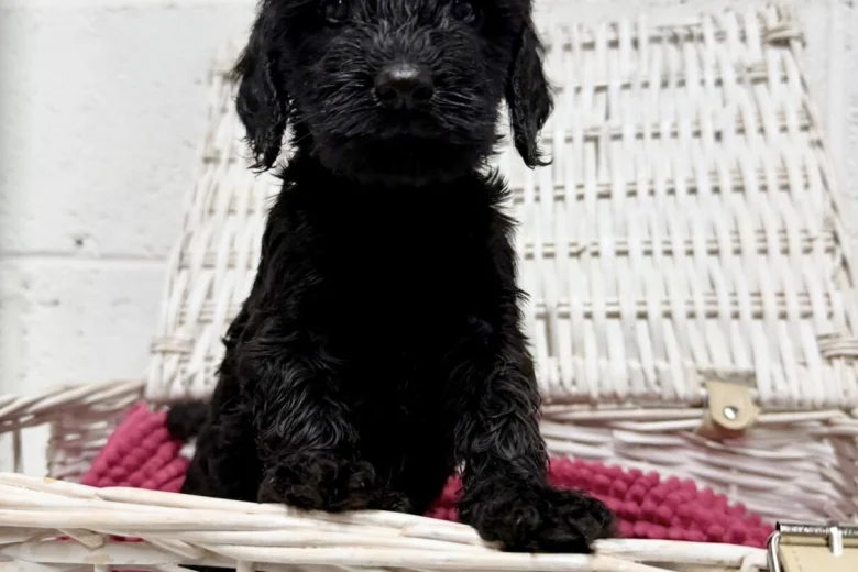 Cockapoo
