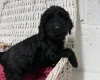 Cockapoo