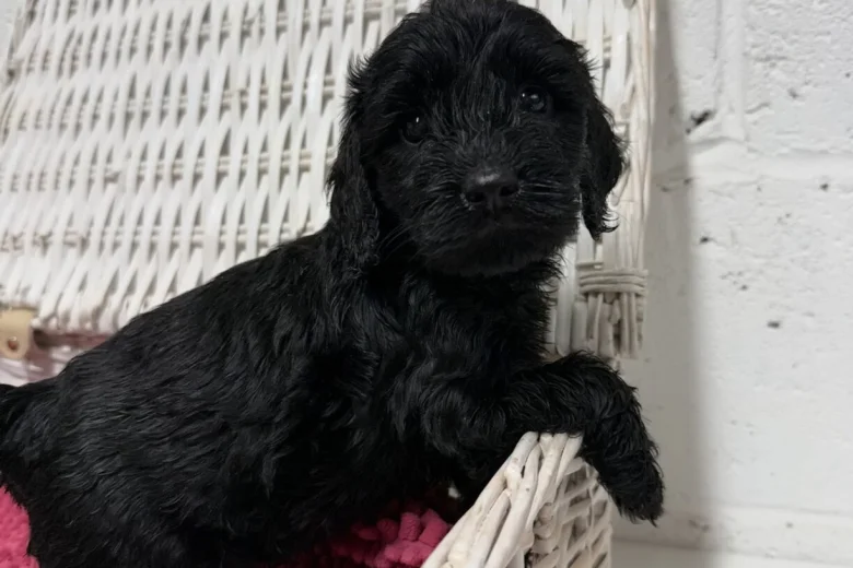 Cockapoo