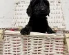 Cockapoo