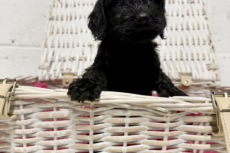 Cockapoo