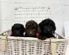 Cockapoo