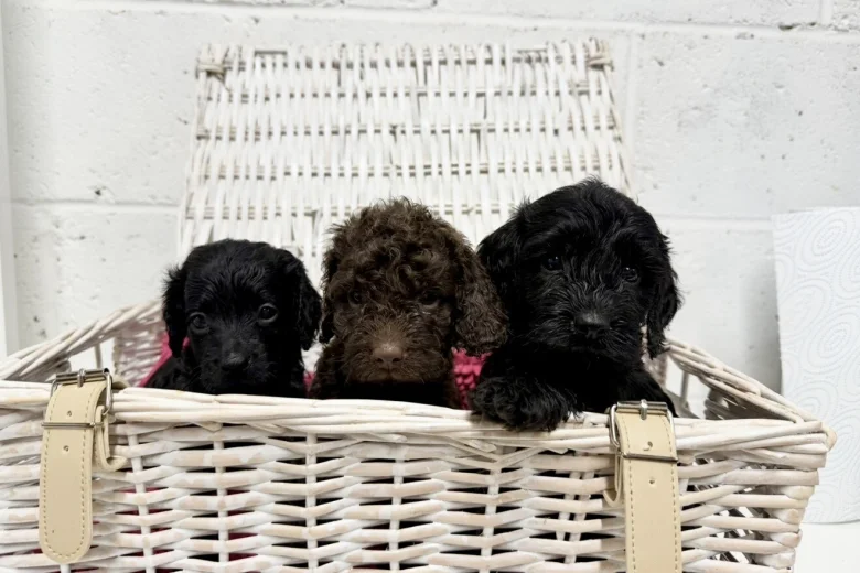 Cockapoo