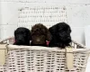 Cockapoo