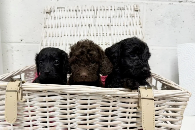 Cockapoo