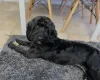 Cockapoo