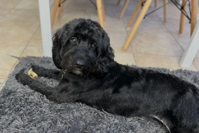 Cockapoo