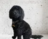 Cockapoo