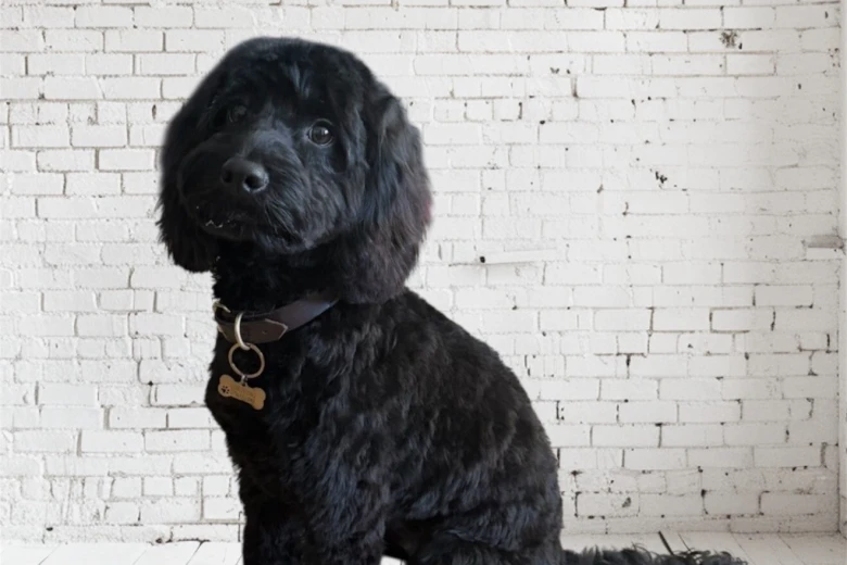 Cockapoo