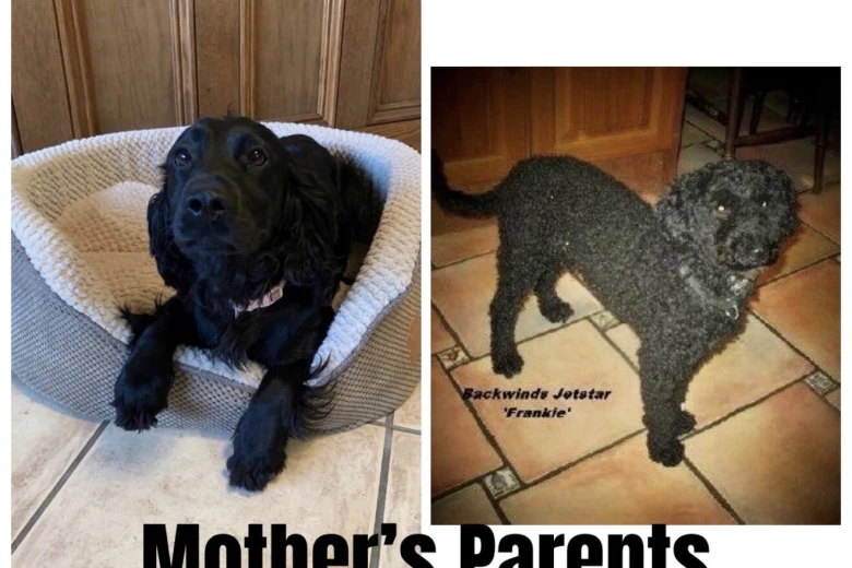 Cockapoo