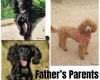 Cockapoo