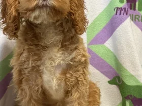 Cockapoo