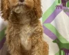 Cockapoo