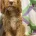 Cockapoo
