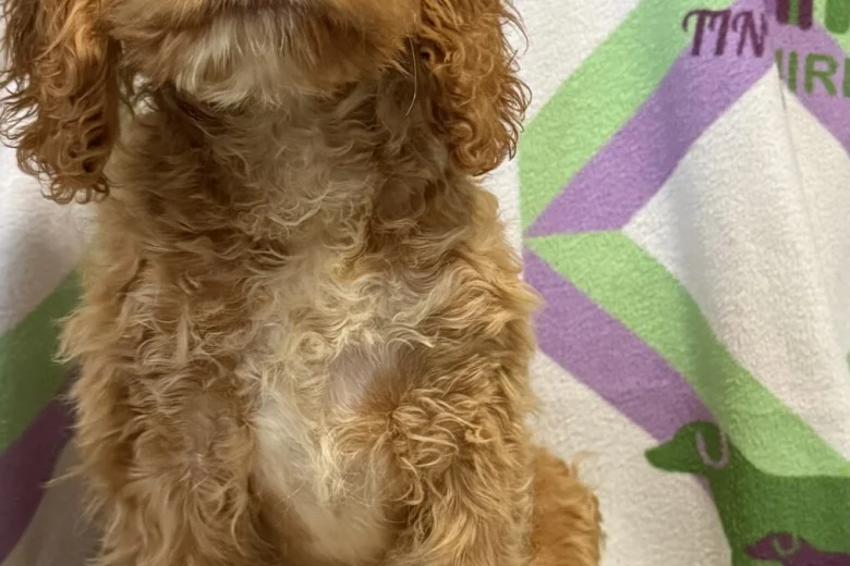 Cockapoo