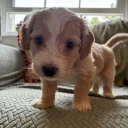 Cockapoo
