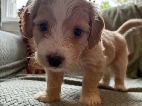 Cockapoo