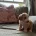 Cockapoo