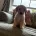 Cockapoo