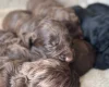 Cockapoo