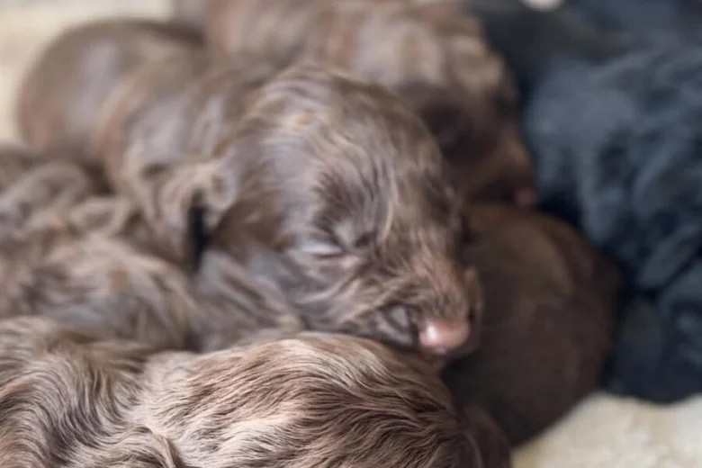 Cockapoo