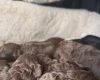 Cockapoo