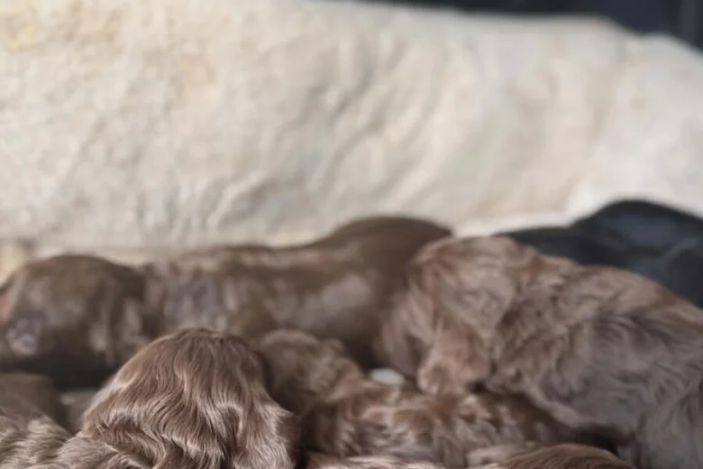 Cockapoo