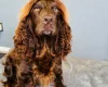 Cockapoo
