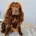 Cockapoo