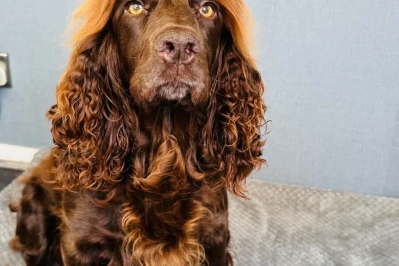 Cockapoo