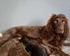 Cockapoo