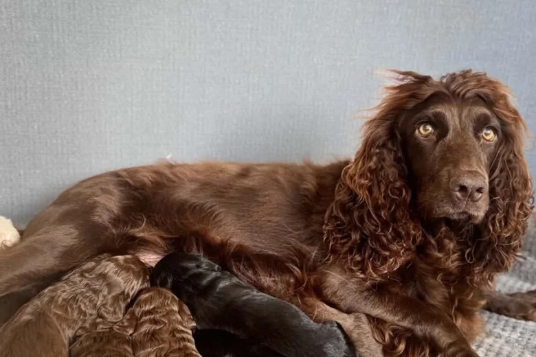 Cockapoo