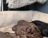 Cockapoo