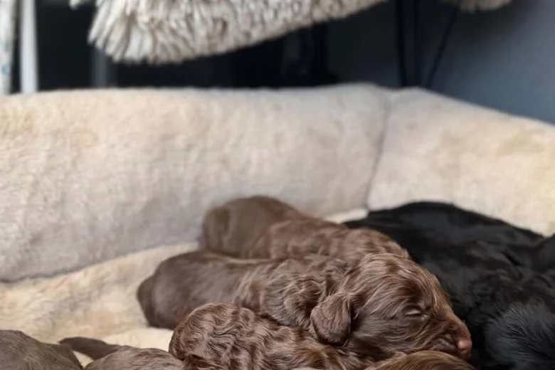 Cockapoo