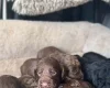 Cockapoo