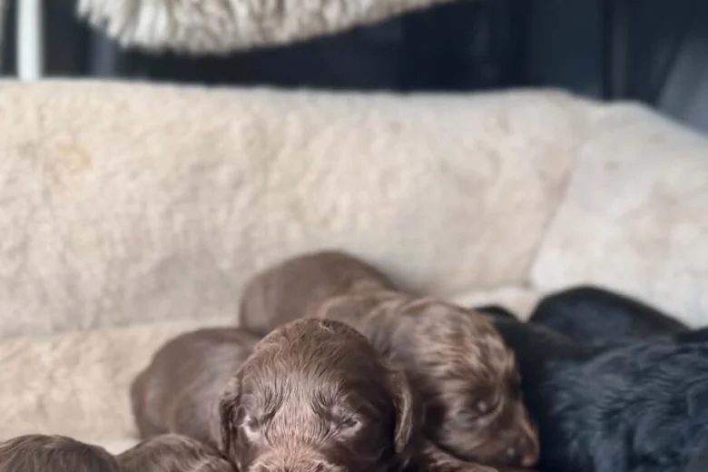 Cockapoo